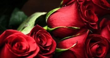 rose rosse