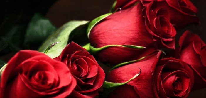 rose rosse
