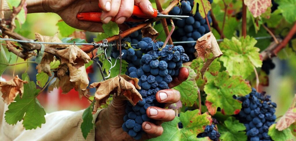 | #TRADIZIONIDELLATUSCIA | Il Vino - TUSCIA